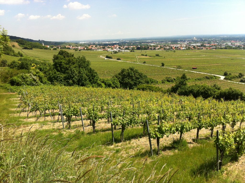 Vienna Vineyards